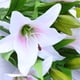 thumbnail image 2 of 5 flores artificiales de lirio de PVC para decoración del hogar, bodas y fotos (blanco y rosa), 2 of 5
