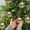 B, variant on Deeceymbur 6 Pcs Hand Painted Electroplated Plastic Christmas Balls Willows Snowflake Tree Hanging Ornaments 2.36 Inch