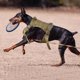 thumbnail image 5 of Arnés para perro, chaleco militar para perro, correa con bolsa y parche, chaleco táctico sin tirones para perro grande, arnés de servicio para perro para entrenamiento de senderismo, 5 of 5