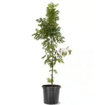 Expert Gardener 3-4 ft tall Chinese Pistache Live Tree in 7-Gallon Grower Pot
