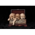 thumbnail image 2 of Jaynes Gallery 14x11 White Modern Wood Framed Museum Art Print Titled - Cocker spaniel puppies in box, 2 of 4
