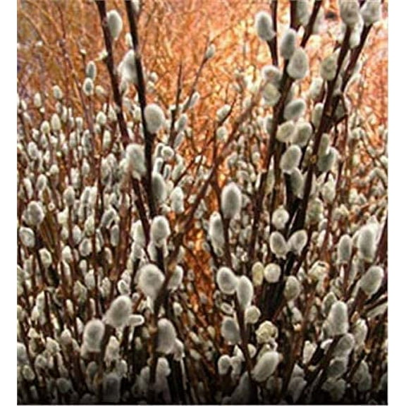2 Pussy Willow Tree Cuttings - Ready to Plant - Salix Discolor - Beautiful Flowering Cat Skins Tree - Attracts Butterflies and Hummingbirds