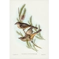 thumbnail image 2 of Gould, John 11x14 White Modern Wood Framed Museum Art Print Titled - Buff-bellied shrike-thrush-Colluricincla rufiventris, 2 of 4