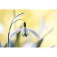 thumbnail image 3 of Disher, Mandy 14x11 Black Modern Framed Museum Art Print Titled - Snowdrops, 3 of 5