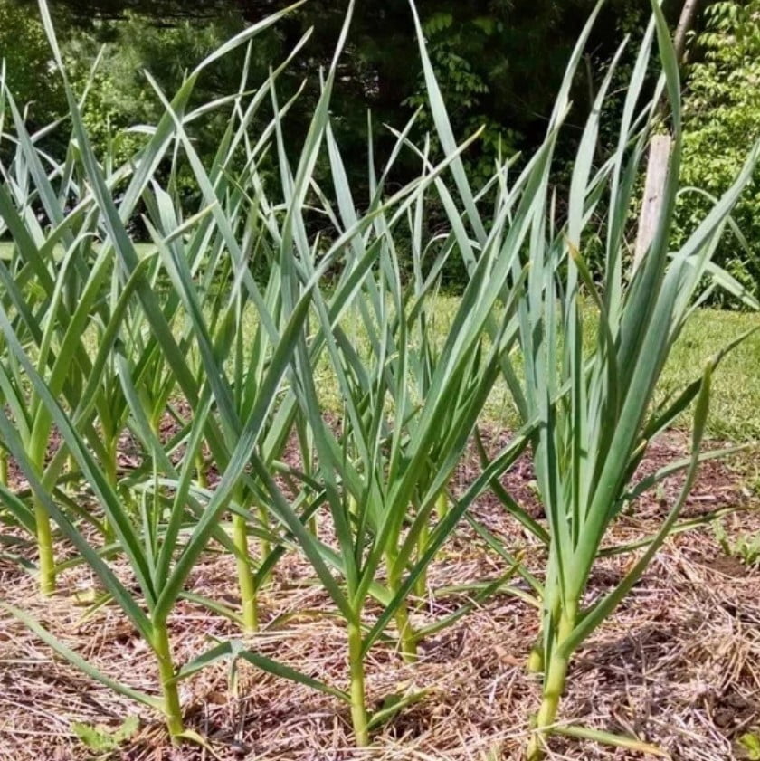 8oz Garlic Bulbs for Planting - Multi Variety Selection - Chesnok Red, Music, Italian, German, Russian