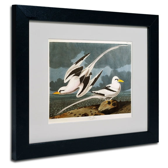 Trademark Fine Art "Tropic Bird" Canvas Art by John James Audubon, Black Frame