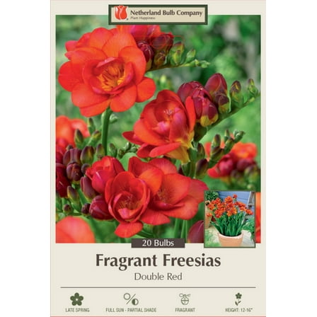 Double Red Freesia - Fragrant - 6/  cm Bulbs -20 Bulbs