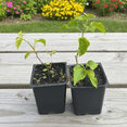 thumbnail image 4 of Pink Bougainvillea Plant Live in 4'' Pot,  Hardy Bougainvillea Tree, 5-7'' Tall, Climbing Bougainvillea Vine for Outdoor Planting, Well Rooted, 4 of 7