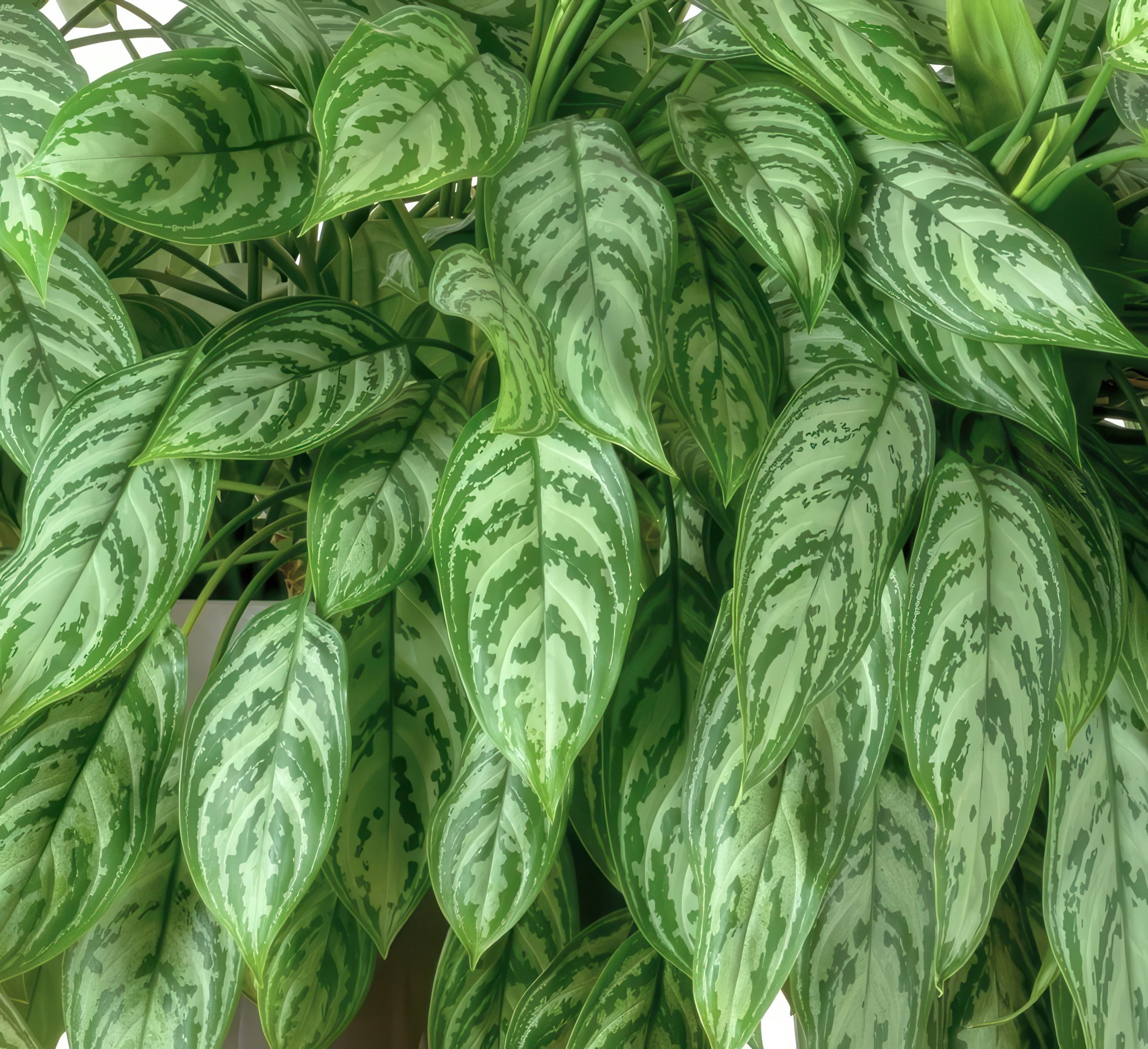 6 in. Aglaonema Maria Emerald Beauty Plant in Grower Container