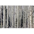 thumbnail image 2 of Paulson, Don 32x23 Black Ornate Wood Framed with Double Matting Museum Art Print Titled - USA, Utah Aspen trees in Hells Backbone area, 2 of 4