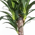 thumbnail image 3 of United Nursery Yucca Cane Live Plant, 24-32 In. Tall, Bright Green Leaves, 10-Inch Grower Pot, Indoor or Outdoor Decor, 3 of 9