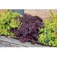 thumbnail image 6 of Loropetalum Ruby  3 Large Gallon Size Plants  Chinese Fringe Flower  Evergreen Flowering Shrub, 6 of 8