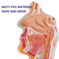 thumbnail image 4 of 3X Nasal Cavity Throat Anatomy Model Human Anatomical Pharynx Larynx Model for Students Study Display Teaching, 4 of 7