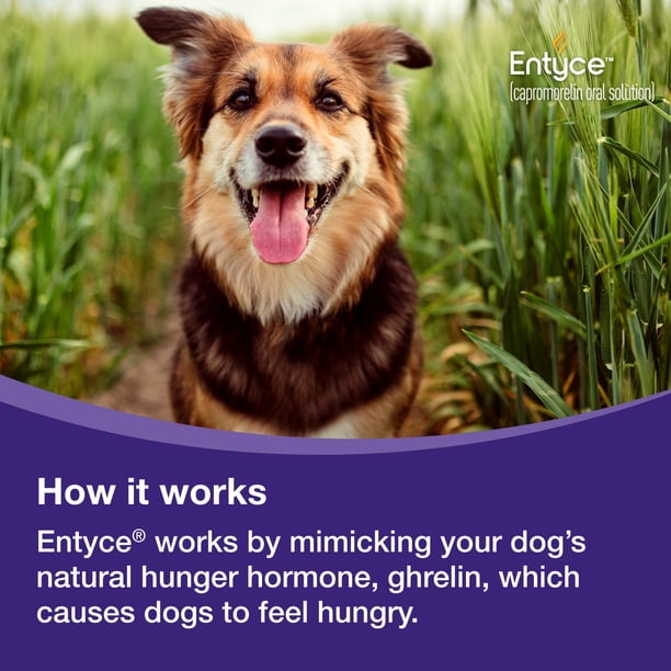 Entyce 食欲刺激剤 30mL Entyce Dog Entyce Dog Appetite Stimulant | Oral Solution for Dogs
