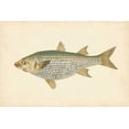 thumbnail image 2 of Donovan 14x11 White Modern Wood Framed Museum Art Print Titled - Donovan Antique Fish IV, 2 of 4