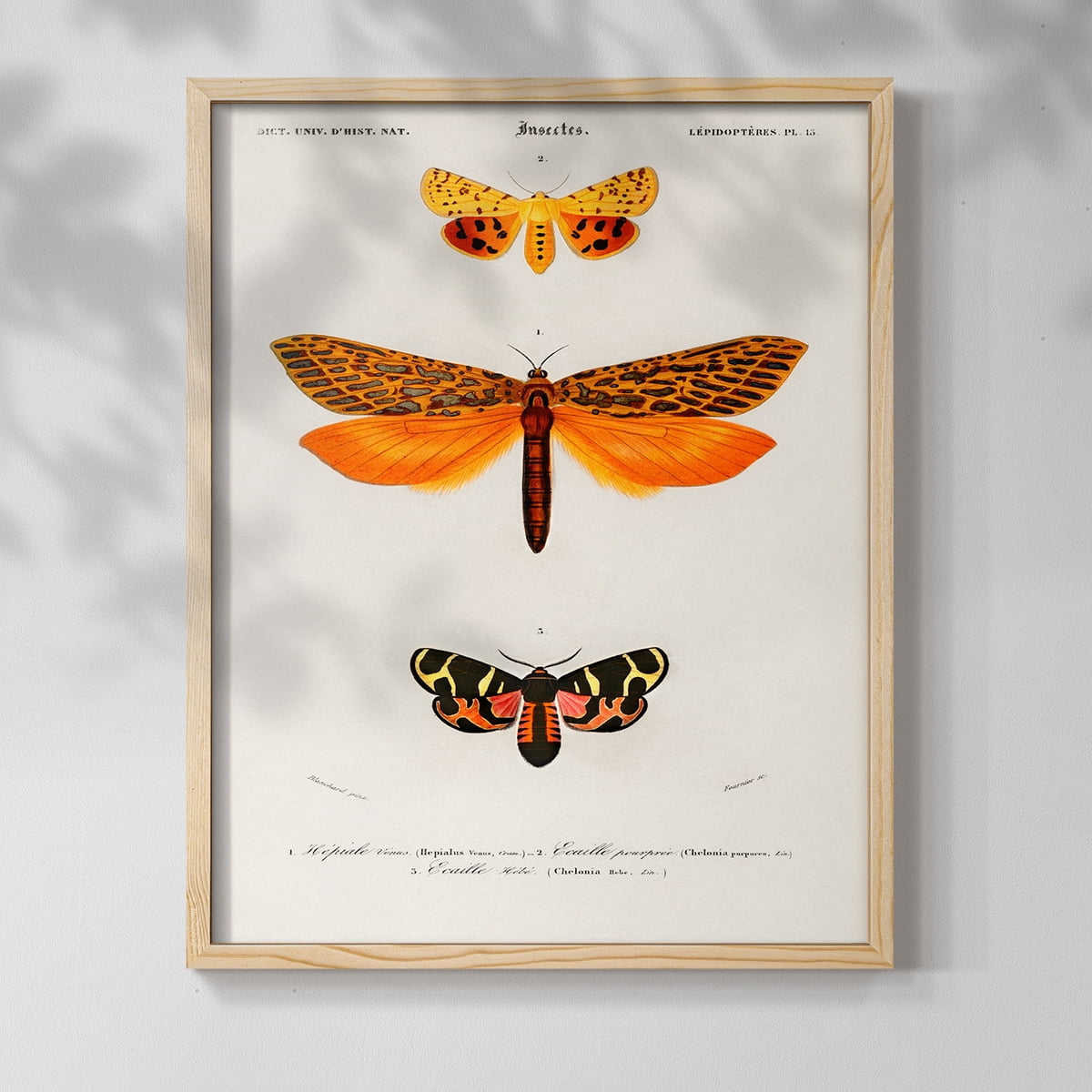 Vintage Animal Print XXIV - 14in. x 11in. Vintage Framed Print in Natural Wood Frame