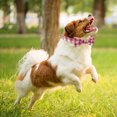 thumbnail image 5 of Toalla de baño para perros, bata de baño con absorción de agua para mascotas, limpieza para perros grandes y pequeños, envoltura de cuerpo entero, toalla de baño para gatos seca 2075, 5 of 5