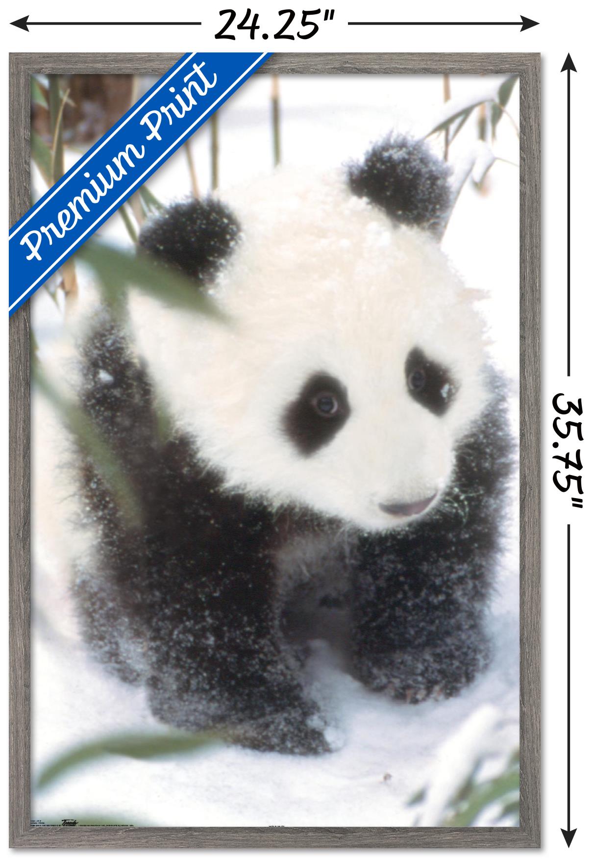 Animals - Panda in the Snow Wall Poster, 22.375" x 34", Framed
