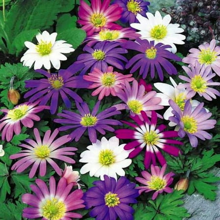 Windflower - Anemones blanda - 20 Mixed Bulbs - 5/  cm - Very Hardy!