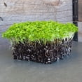 thumbnail image 4 of Celery Microgreens Seeds - 4 oz. - Non-GMO Celery Micro Green Seeds for Planting - Micro-Greens Seeds for Commercial and Home Gardening - Robust, Bright Flavor - Celery Sprouting Seeds, 4 of 4