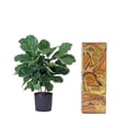 thumbnail image 4 of Hirt's Fiddleleaf Fig Tree - Ficus - Great Indoor Tree - Easy - 6" Pot, 4 of 4