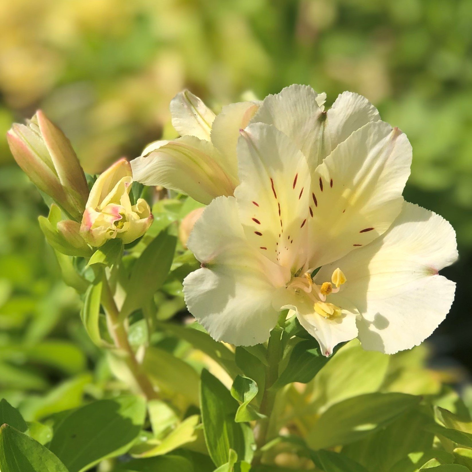 Alstroemeria Colorita ‘Claire’ - Walmart.com - Walmart.com