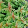 thumbnail image 4 of Proven Winners ColorChoice 5" Kodiak Spiced Bush Honeysuckle Live Plant in 4.5" Pot (4 Count), 4 of 6