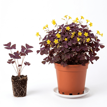 Burgundy Yellow Oxalis Plant Live for Planting, Oxalis Triangularis Shamrock Plants, 4-6 Inch Tall, Well Rooted for Growing, No Pot