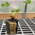 Live Yambu Strawberry Plugs June Bearing Strawberry plants