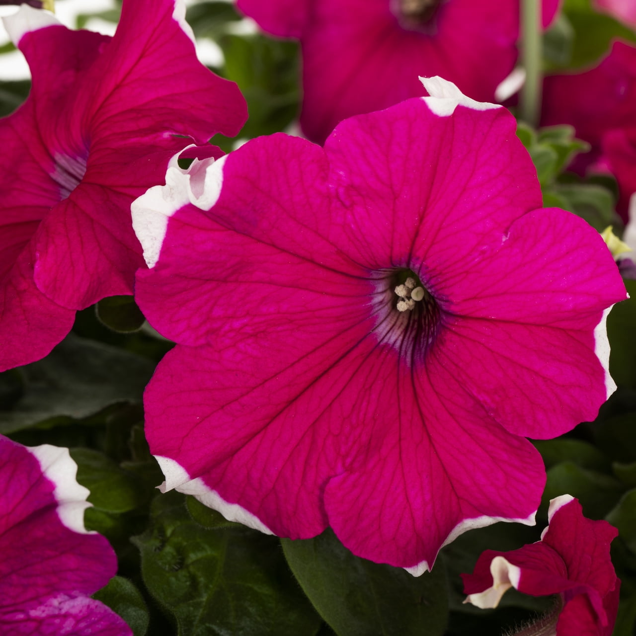 Expert Gardener 1.5gal Pink White Petunia Live Annual Plant Hanging Basket Sun