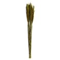 thumbnail image 1 of Vickerman H1PLR150-2 36-40 in. Green Plume Reed Bundle, 1 of 1
