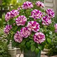 thumbnail image 2 of Rose, Low Maintenance - Easy Grow - Ideal for Beds Borders, Plant Pots & Planters, 2 of 6