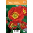 thumbnail image 3 of RedCrocus Champagne Scarlet Icelandic Poppy - Vibrant Late Spring Bloom, Butterfly Attracting, Garden & Container Plant  1 Gallon (Pack of 10), 3 of 10