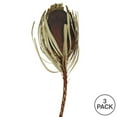thumbnail image 2 of Vickerman 12" Jumbo Brown Banksia Flower with Stem, Natural Preserved Dried Plant for Wedding Bouquets Home Decor or Everyday Arrangements 3 Per Pack, 2 of 2
