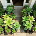 thumbnail image 5 of Silk Plants for Home Decor Indoor, Artificial Greenery Stems Dracaena Faux Branches, Artificial Plants Realistic Fake Dracaena Greenery, 5 of 9