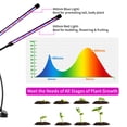 thumbnail image 4 of TUOY 42 LED Grow Lights for Indoor Plants Red Blue Spectrum Auto ON & Off 4 Head Clip-on 4/8/12H Timer 10 Dimmable Level Grow Light with DC Adapter, 4 of 12