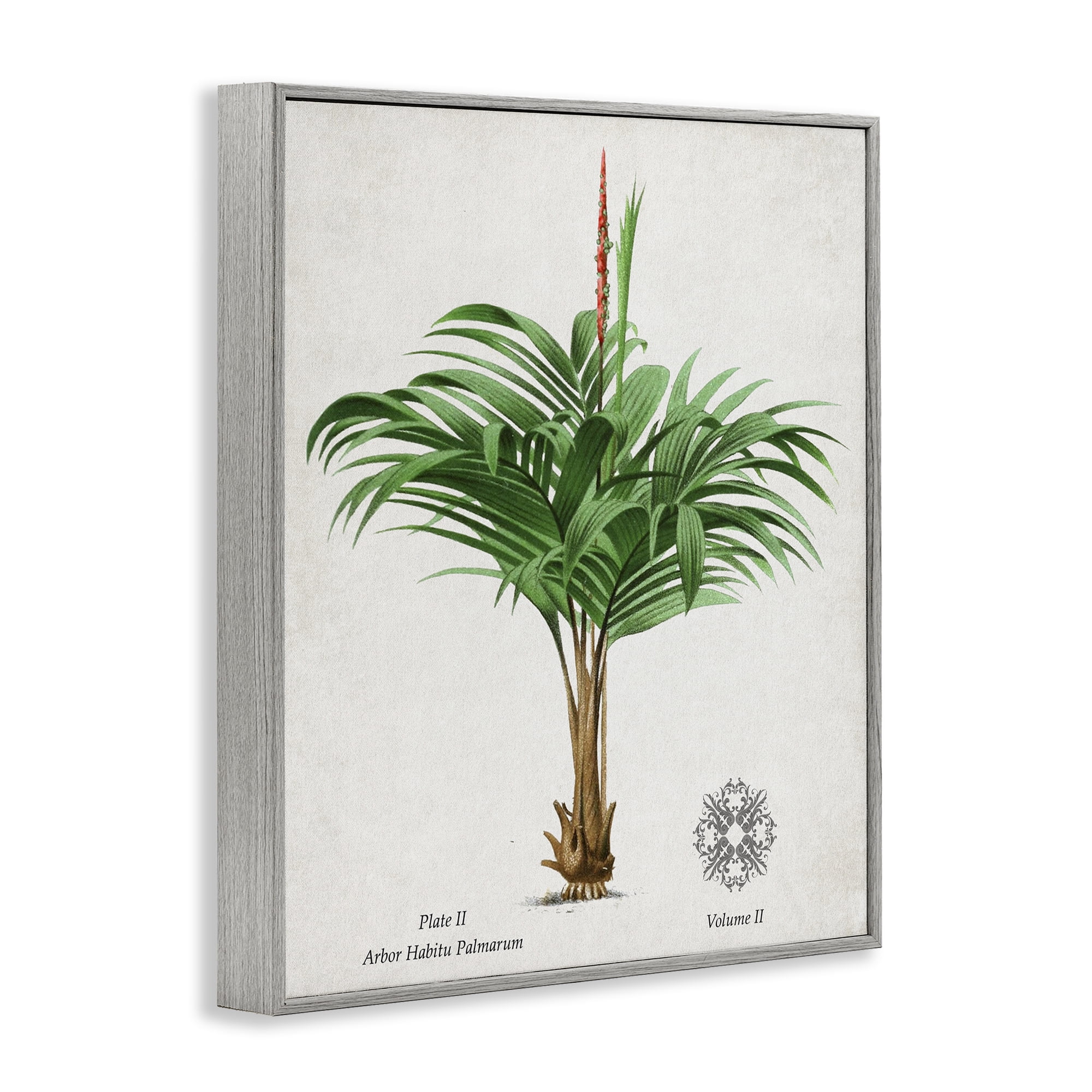Stupell Industries Natural Palm Variety Study Gray Framed Giclee Art, design by Val Rhodes