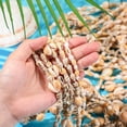 thumbnail image 3 of Collar Ecation Hawaii Shell Luau Leis 90 cm blanco 12 unidades, 3 of 6