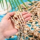 thumbnail image 3 of Collar Ecation Hawaii Shell Luau Lei, paquete de 36 unidades, 90 cm, blanco, 3 of 6