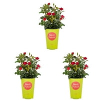 The Knock Out® Family of Roses 'The Petite Knock Out® Rose' Live Shrub in 2-Quart Grower Pot (3-Pack)
