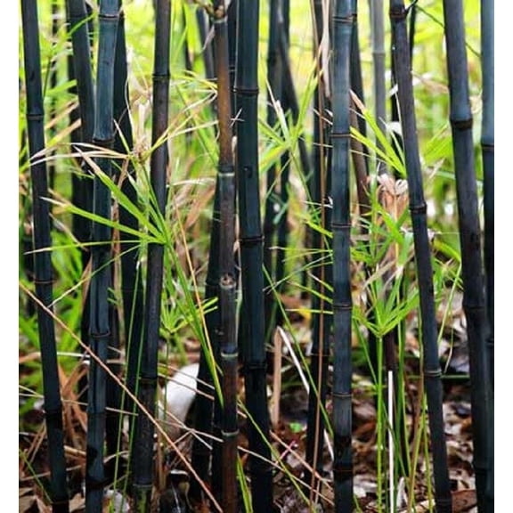 50 Black Bamboo Seeds – Fast-Growing Ornamental Bamboo for Privacy Screens & Exotic Landscaping – Outdoor Garden & Large Pots