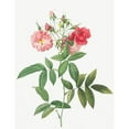thumbnail image 3 of Redoute, Pierre Joseph 19x24 Black Modern Framed Museum Art Print Titled - Subcorymbose Hudson Rose, Rosa Hudsoniana Subcorymbosa, 3 of 5