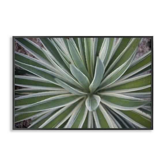 Stupell Industries Centric Succulent Leaves Botanical & Floral Photography Black Framed Art Print Wall Art, 18 x 12