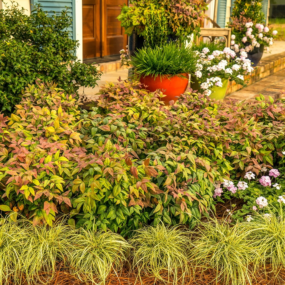 Southern Living Blush Pink Nandina Live Shrub in 2-Gallon Grower Pot