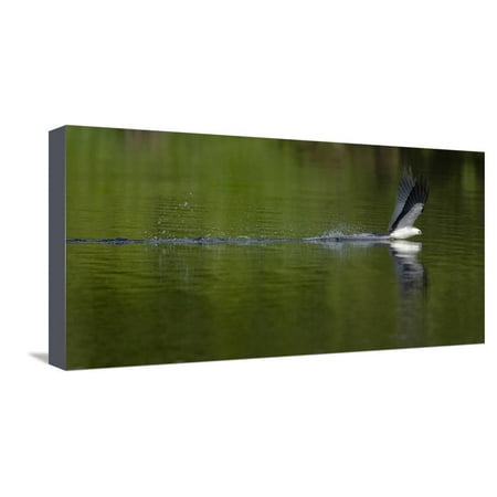 Woodruff Park Swallow-tailed coming down to drink, Lake Woodruff National Wildlife Refuge, Florida, USA Stretched Canvas Print Wall Art By Maresa Pryor ()