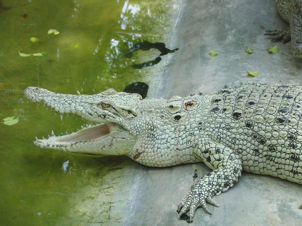 Peel-n-Stick Poster of Lies Crocodile White Crocodile Mouth Crocodile