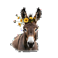 thumbnail image 6 of cartoon Donkey Theme Stickers, Waterproof Donkey Theme Sticker for Water Bottle Laptop Phone Cases Planner Skateboard Luggage Helmet Party Favor Decor, Ideal for Adults Teens Teacher Rewards, 6 of 9