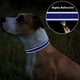thumbnail image 5 of Collar de perro TagMe de nailon reflectante ajustable para perros medianos, 5 of 7