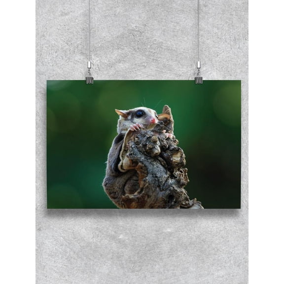 Sugar Glider On Wood Poster - Image by Shutterstock,