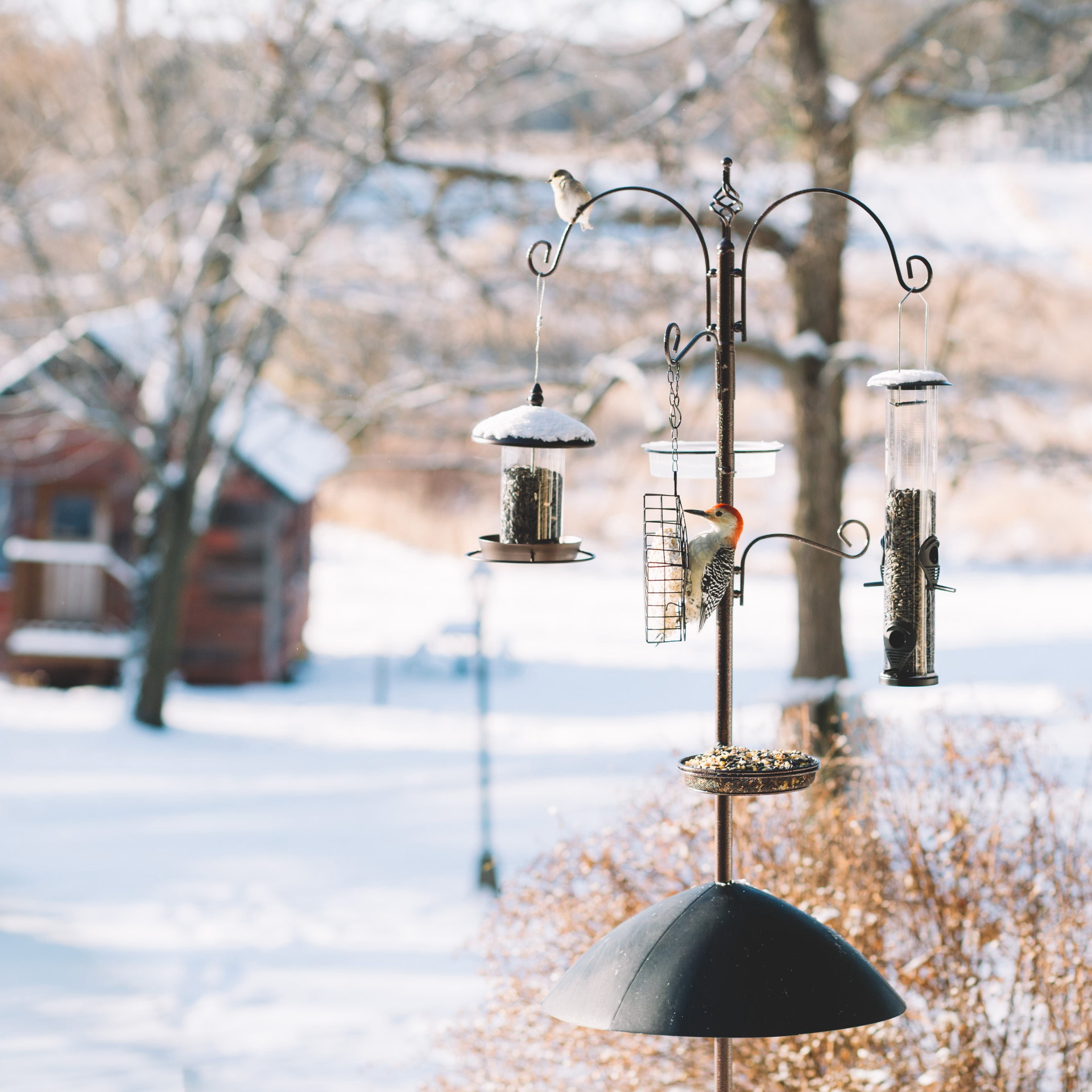 Backyard Expressions Heavy Duty Bird Feeding Station Kit w/Squirrel Baffle - 90" Bird Feeder Pole with 5 Prong Base, Suet Feeder, Mesh Feeding Tray, 4 Feeder Hooks, Water Dish - Black